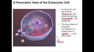 Cell Organelle Structure and Function [upl. by Takken282]