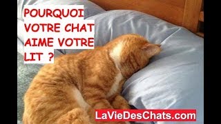 POURQUOI VOTRE CHAT 🐱 AIME VOTRE LIT  😺🛌😴 [upl. by Runkel]