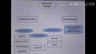 DIGESTIVE SYSTEM OF COMMON MARINE PRAWN  PENAEUS INDICUS by Dr SANGEETHA G KAIMAL [upl. by Blau191]