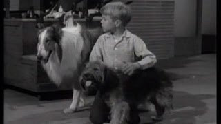 Lassie  Episode 227  quotThe Blind Dogquot Season 7 Ep 8  10301960 [upl. by Zeena779]