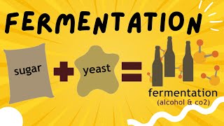 Fermentation explained in 3 minutes  Ethanol and Lactic Acid Fermentation [upl. by Tat782]