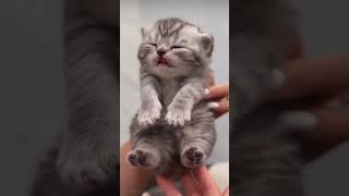 Cute Kitten❤️Niedliches Kätzchen❤️Gattino Adorabile❤️Милый Котёнок❤️かわいい子猫 Kawaii Koneko cat [upl. by Aimehs]