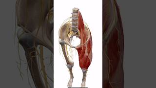 Sciatic Nerve Anatomy and Pathway SciaticNerve Anatomy NervePathway Piriformis TibialNerve [upl. by Caesar]