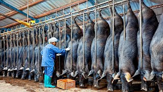 How Chinese Farmers Millions Raise And Process Of Black Pigs in Factory  Black Pig Farm Technology [upl. by Ephram560]