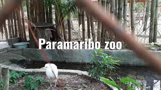 SurinameParamaribo Zoo4Dierentuin [upl. by Seyler593]