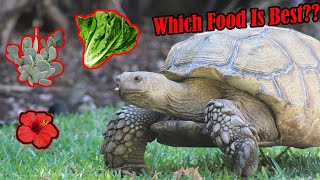 What to Feed Sulcata Tortoises [upl. by Olenta]