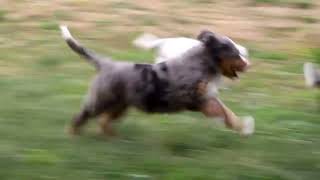 Standard Bernedoodle Puppies For Sale [upl. by Hallette]