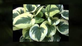 Hard to Find Hostas at the Kingwood Garden Center [upl. by Atinar]