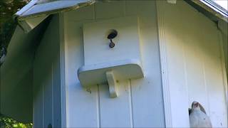 Dovecote conversion into Blue Tit nest box  Final update [upl. by Aihk689]