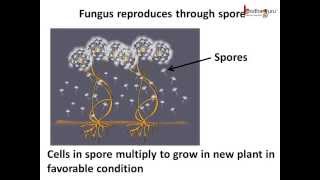 Science  Plants  Asexual Reproduction  English [upl. by Novyaj853]