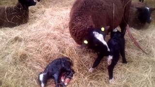 Zwartbles sheep giving birth on Eco farm 2013 [upl. by Catlin]