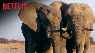 Elfenben det vita guldet – Officiell trailer – Netflixdokumentär HD  Sweden [upl. by Harragan138]