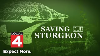 Saving Our Sturgeon Inside the movement to save sturgeon in Michigan [upl. by Eellah]