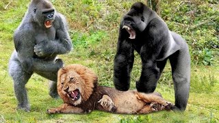 সিংহ ও গরিলার লড়াইয়ে কে জিতবে  Gorilla VS Lion Real Fight  Lion VS Gorilla [upl. by Letsyrc]