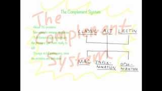 Complement System Overview [upl. by Macdonell]