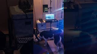 light show livemusic bordercollie [upl. by Ahsinan675]