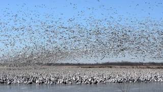 1 Million Snow Geese at Squaw Creek Missouri 2112012 [upl. by Cull]