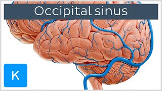 Occipital Sinus sinus occipitalis  Human Anatomy  Kenhub [upl. by Saxena385]