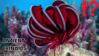 FEATHER STARS AND SEA LILIES CREEPY YET MESMERIZING CRINOIDS [upl. by Anirak891]