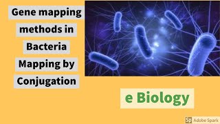 Gene Mapping in bacteria  Introduction and gene mapping through conjugation amp its limitations [upl. by Maryellen]