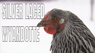 Chicken Breeds Silver Laced Wyandotte Chickens [upl. by Ailsun]