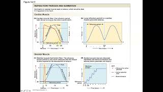 Unit 3 Part 6 Myocardial Action Potentials and the Influence of the ANS [upl. by Aras421]