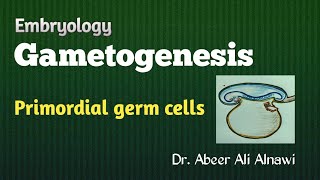 8 Embryology Gametogenesis  Part 1 Primordial germ cells Dr Abeer Ali Alnawi [upl. by Corrinne]