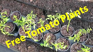 Propagating Tomatoes For A Second Crop [upl. by Alleinad]