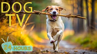 DOG TV for Dogs to Watch Deeply Relaxing Video for Stress amp Anxiety Relief for Dogs  Music for Dog [upl. by Tracy665]