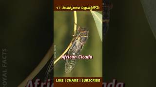 Worlds Loudest Insect🦗factsintelugu shortvideo youtubeshorts [upl. by Aiello]