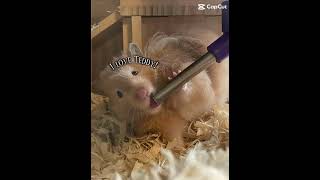 quotTquot is for Teddy cuteanimal hamsterland cute pets [upl. by Zeeba]