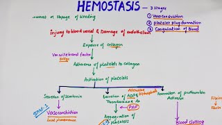 Hemostasis  Easy Flowchart  Physiology [upl. by Earehs]