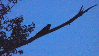 European Nightjar Call  Caprimulgus europaeus [upl. by Nnywg377]