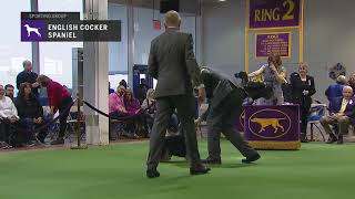 Spaniels English Cocker  Breed Judging 2019 [upl. by Nilyaj]