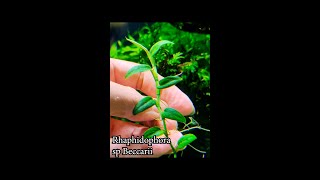 Rhaphidophora sp Beccarii  Aquaticplants [upl. by Deach]