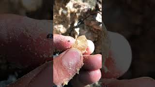 Found Quartz Crystal At The Abandoned Mine quartzlover crystals quartz quartzite quartzcrystal [upl. by Felty590]