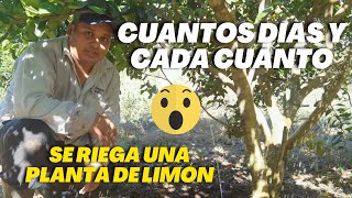 Cada Cuando Regar nuestro Limonero  Riego en limonero [upl. by Carney411]