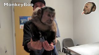 Capuchin Monkey Vet Visit [upl. by Annelise863]