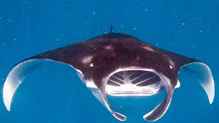 Hanifaru Bay Snorkeling with Manta Rays [upl. by Renard456]