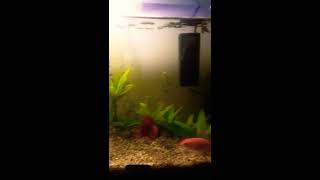 😱😱😱le combat de combattant et poisson rouge😱😱😱😱 [upl. by Jarrad]