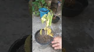 Croton plant dying crotonplantcare youtubeshorts shorts [upl. by Enomal]