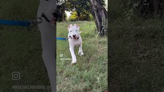 Dogo argentino Attack  3 months puppy  Morning walk  aggressive dogoargentino pitbull dog [upl. by Suirradal]