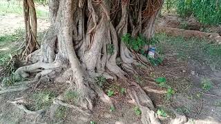 Buttress Root System [upl. by Adnhoj488]