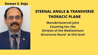 Sternal Angle amp Transverse Thoracic Plane [upl. by Leonteen144]