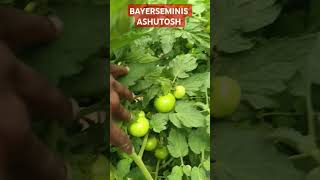 Bayer Seminis Tomato Ashutosh all Seasons Setting Crop 9966733653 [upl. by Zined]