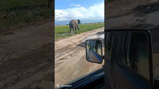 Game drive Amboseli [upl. by Espy]