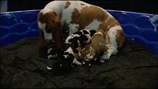 feeding frenzy 11 8 day old basset hound puppies at dinner time [upl. by Snook]