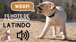 FILHOTE de CACHORRO CHORANDO  SOM DE FILHOTE DE CACHORRO LATINDO [upl. by Aubyn]