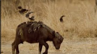 What a smart starling Oxpeckers live only in Africa [upl. by Menken470]