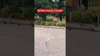 Ducks on British parade in HEACHAM [upl. by Martineau]